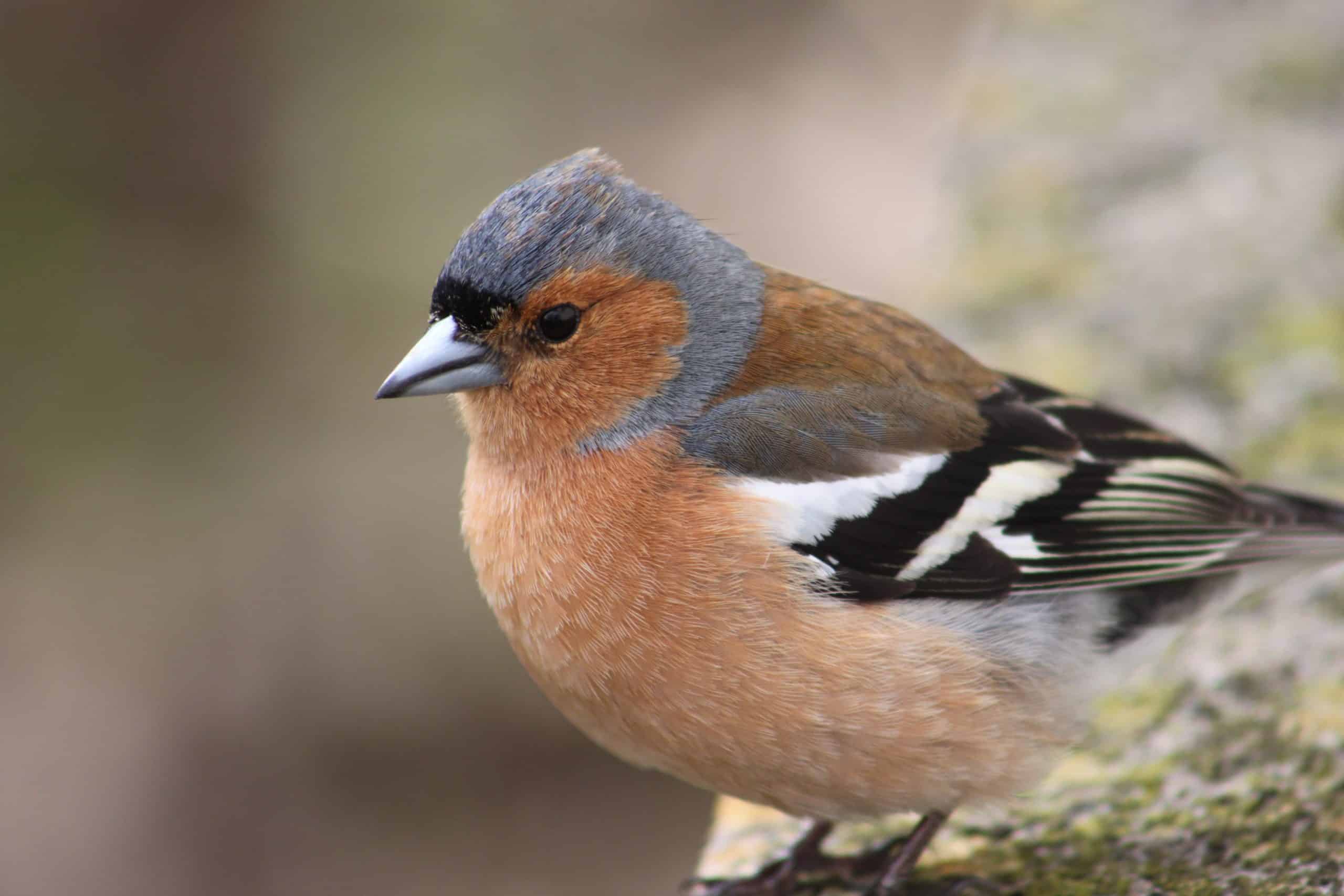 wildlife bird garden