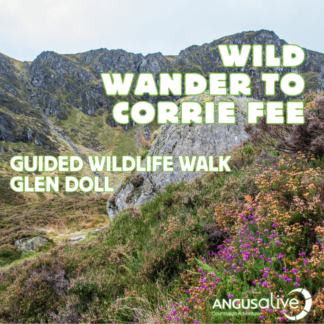 Wild wander to Corrie Fee