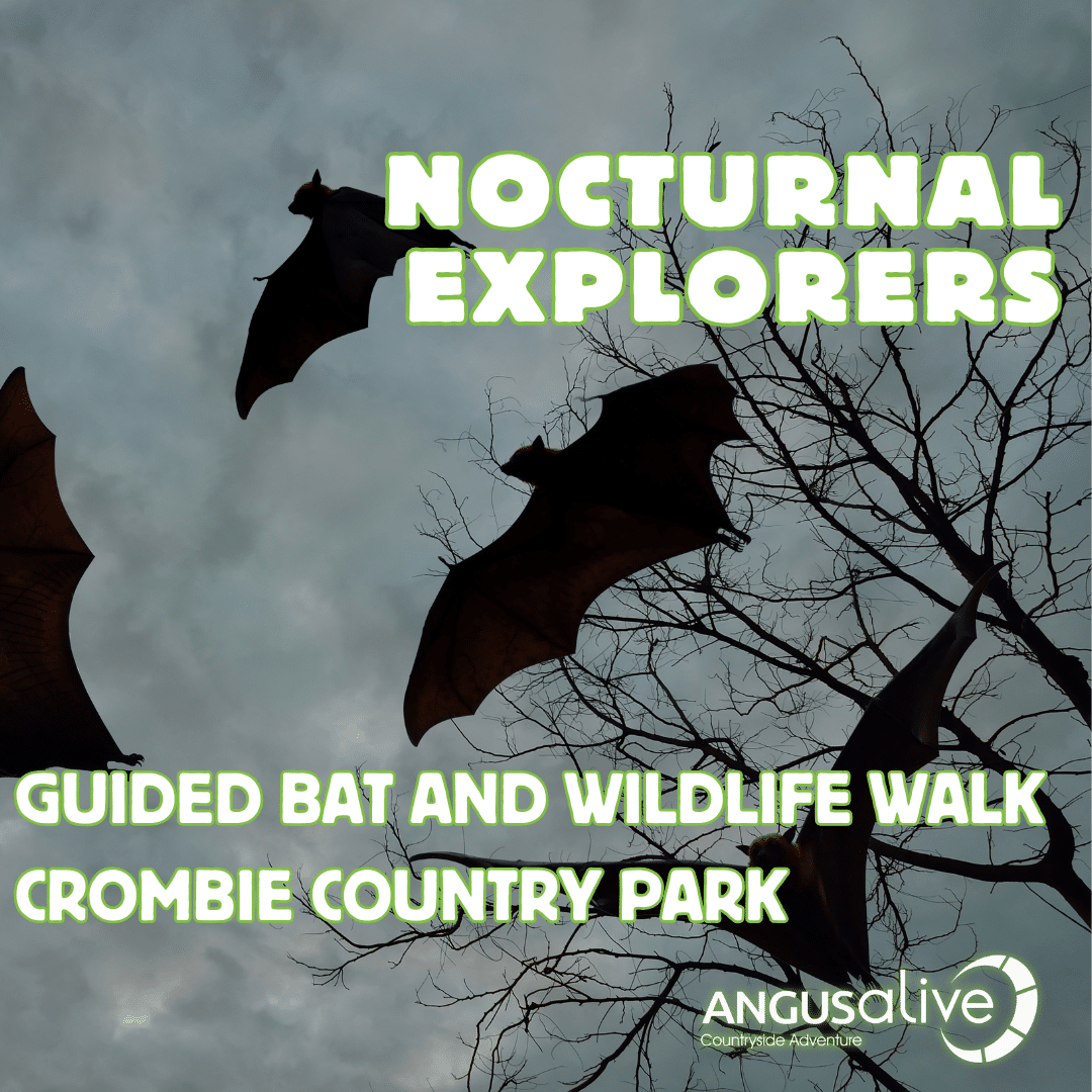 Nocturnal Explorers