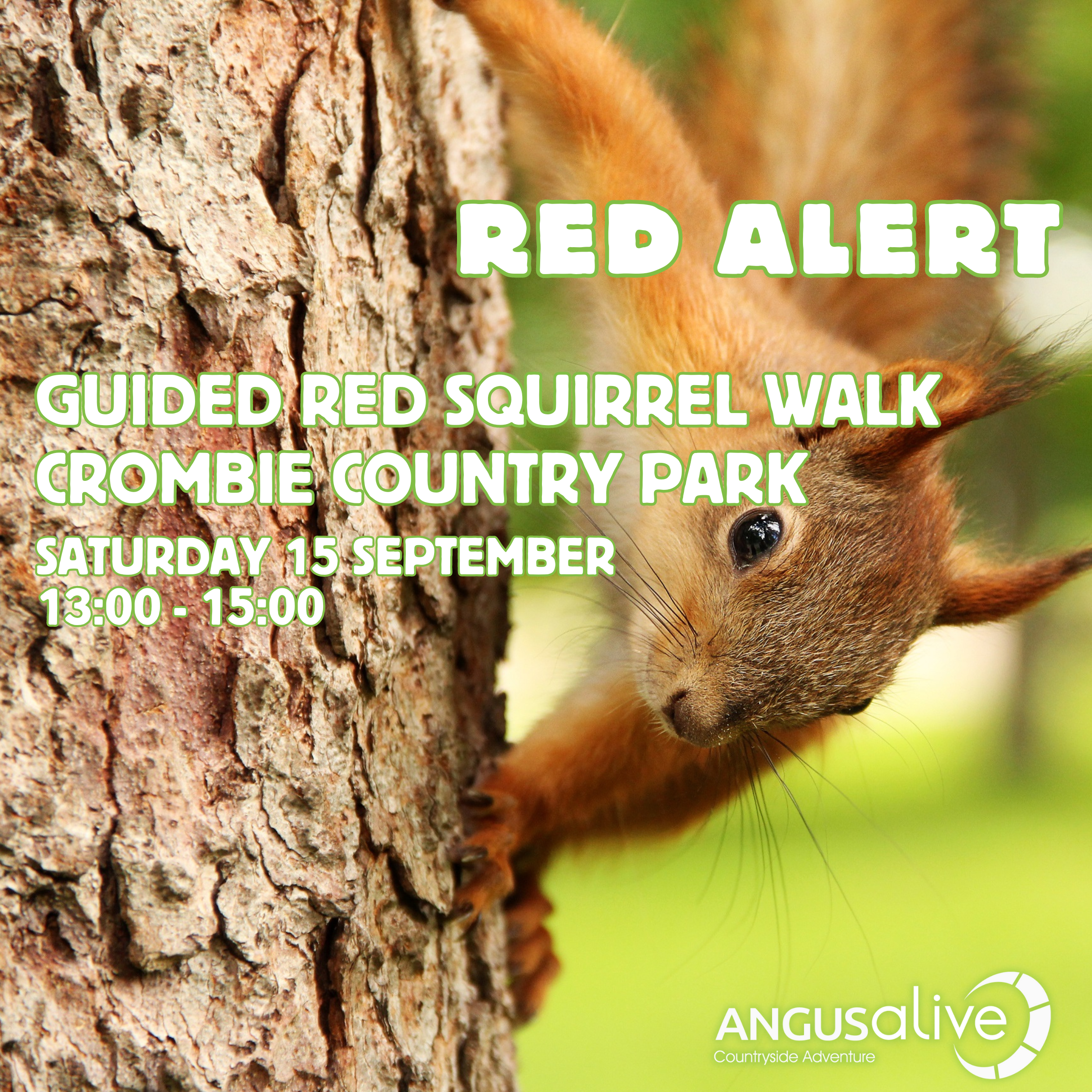 Red Alert - Guided Red Squirrel Walk