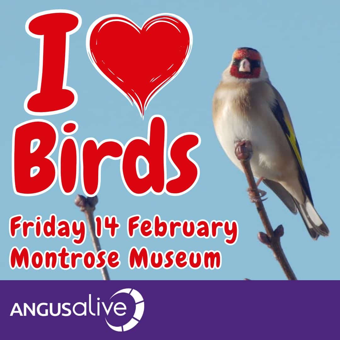 I love birds