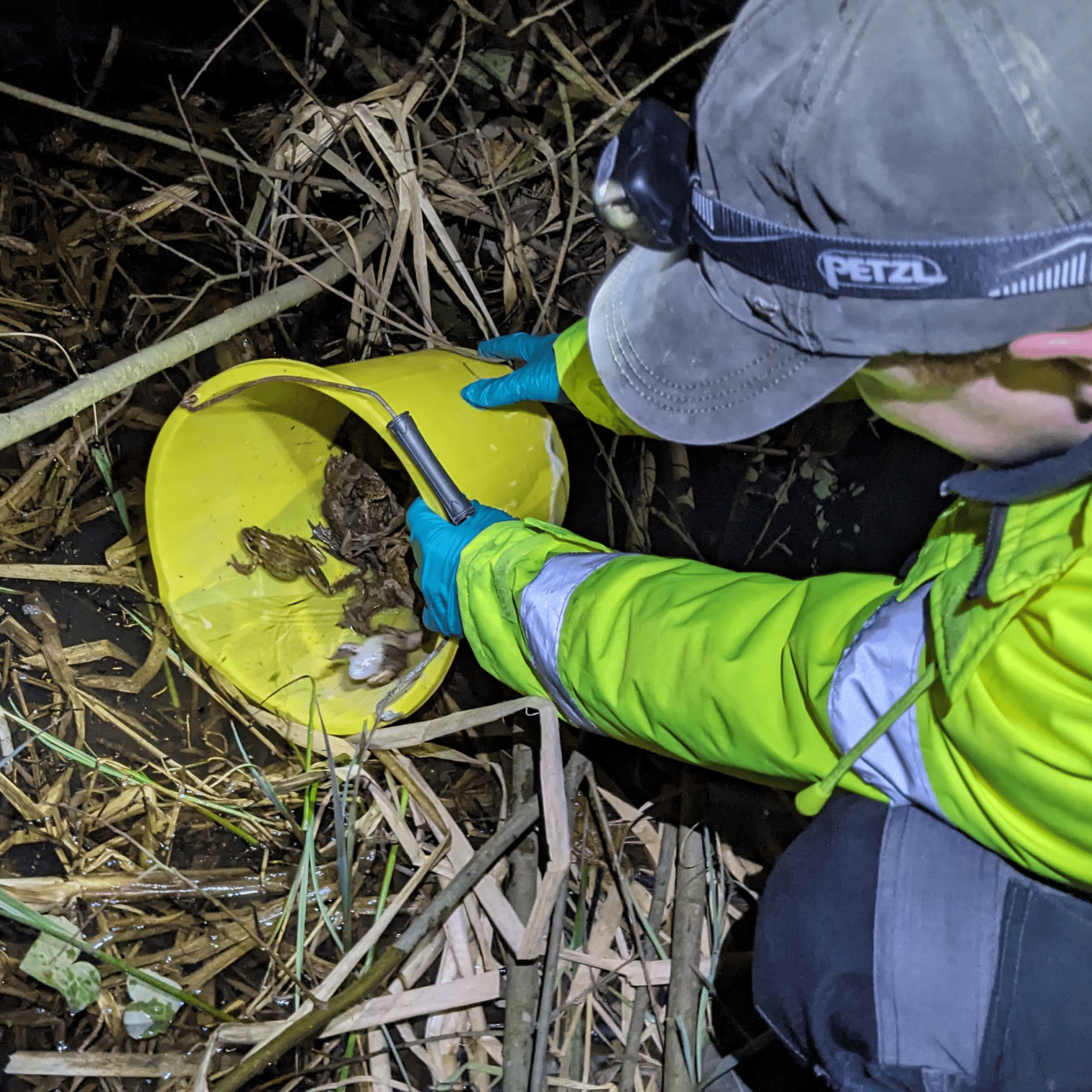 Toad Patrol
