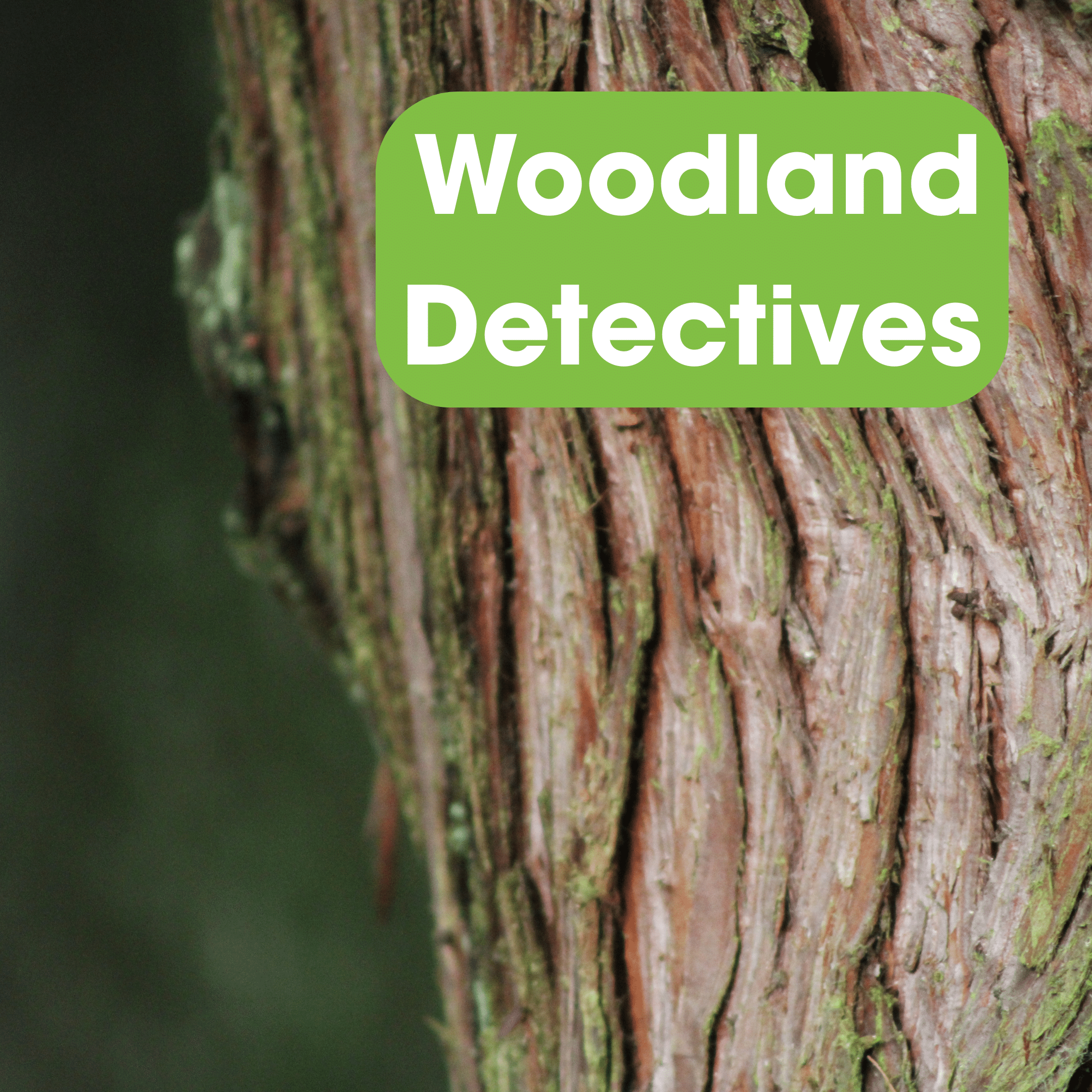 Woodland Detectives