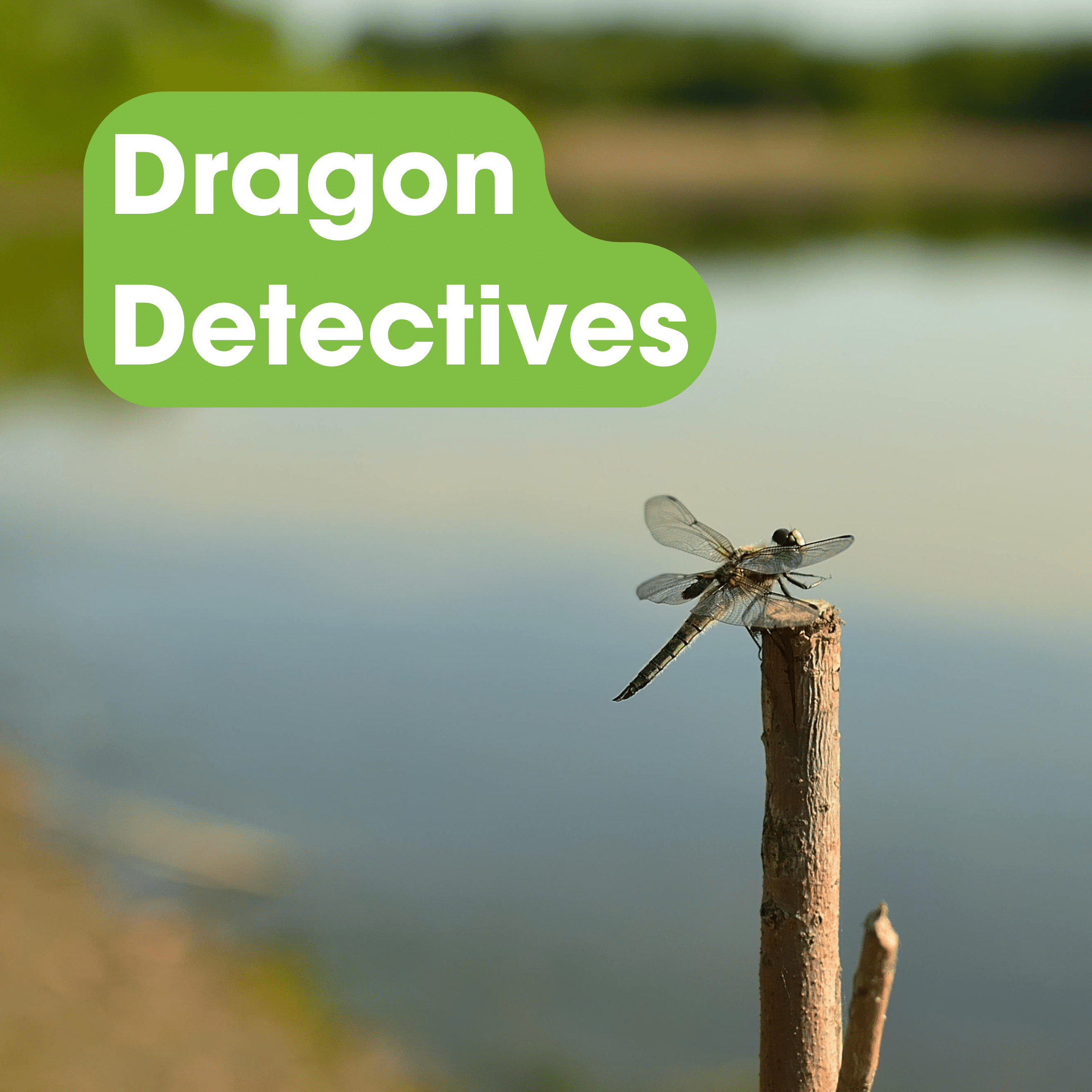 Dragon Detectives