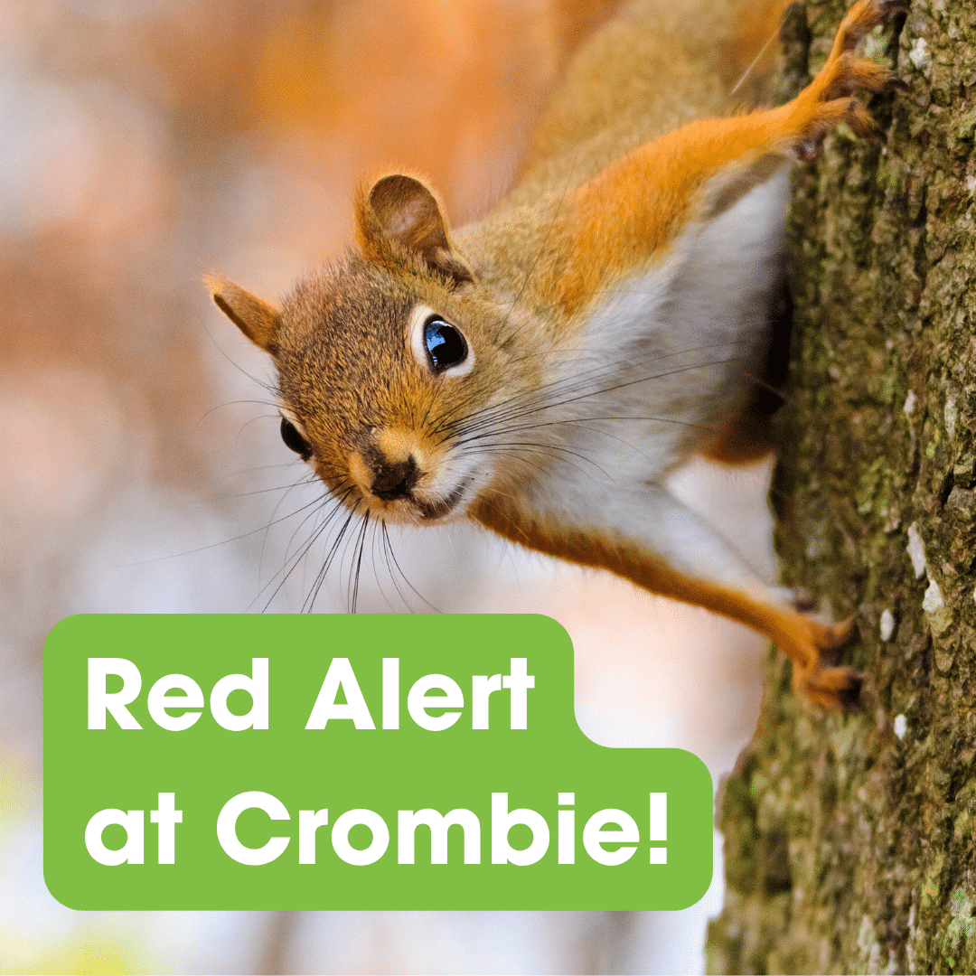 Red Alert at Crombie!